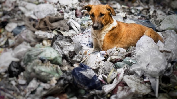 Stay dog in garbage pile