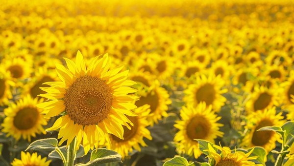 Field of sunflowers