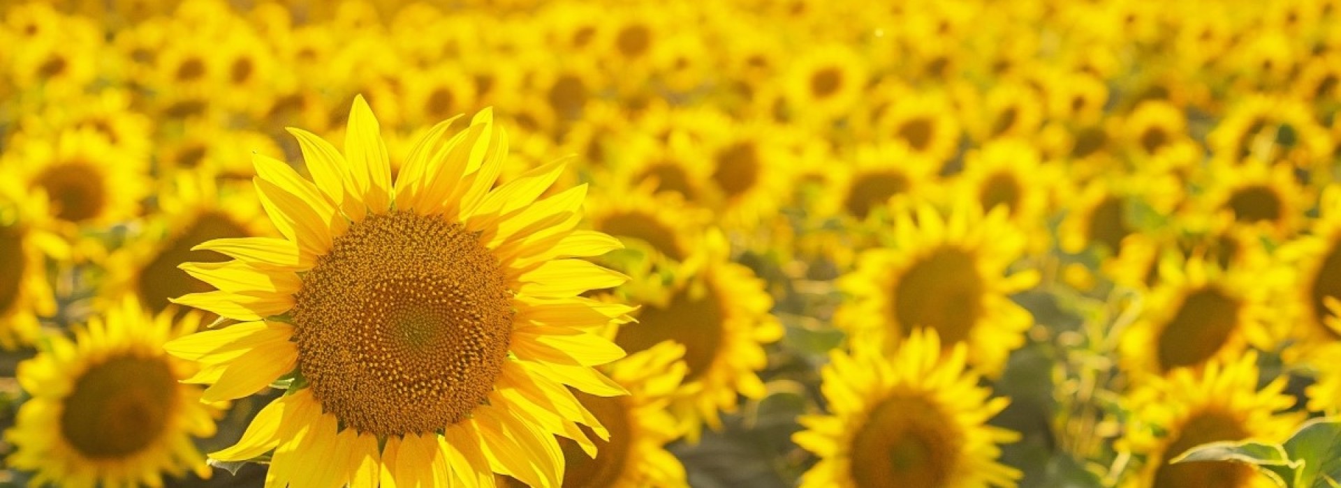 Field of sunflowers