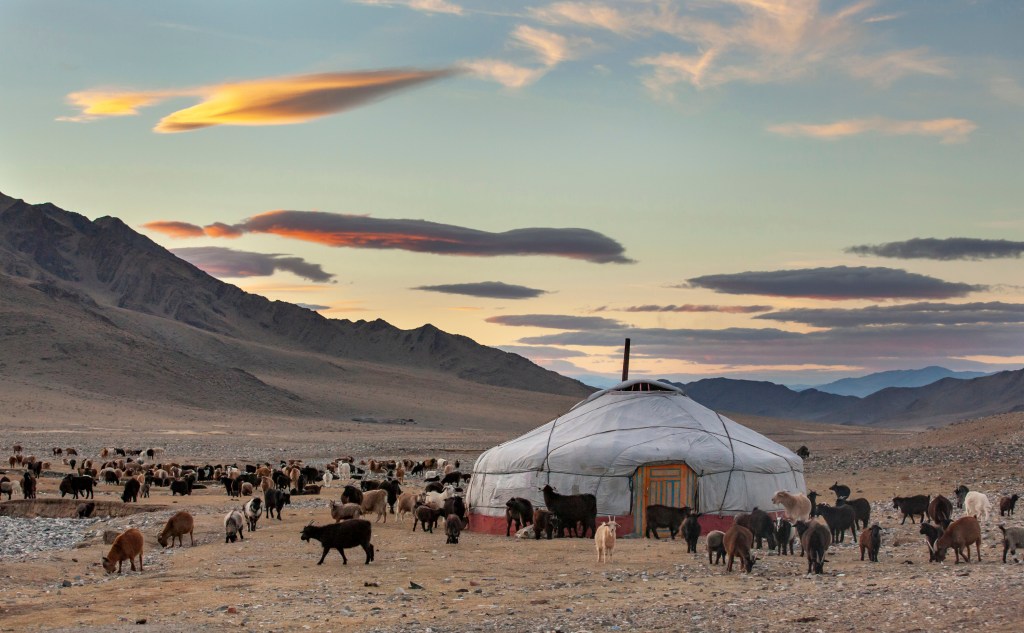 goats around a yurt in Western Mongolia