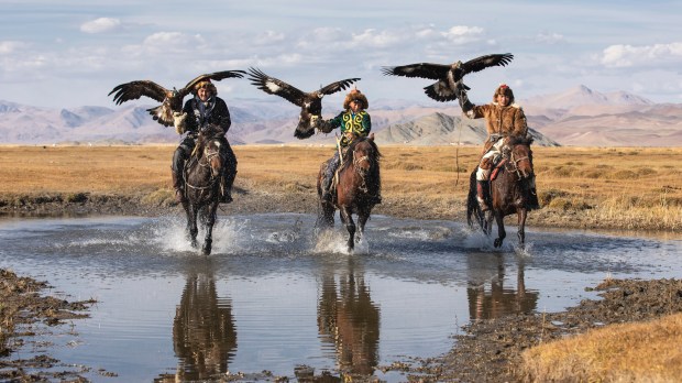 A group of traditional kazakh eagle hunters galloping through the water with their golden eagles Ulgii Mongolia