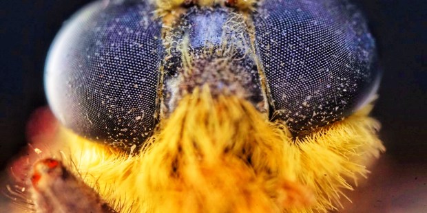 Newlywed couple rescues a bumblebee with an injured wing - Vimarsana News