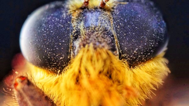 Bumble bee face closeup