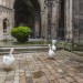 13 Geese live happily in Barcelona’s cathedral