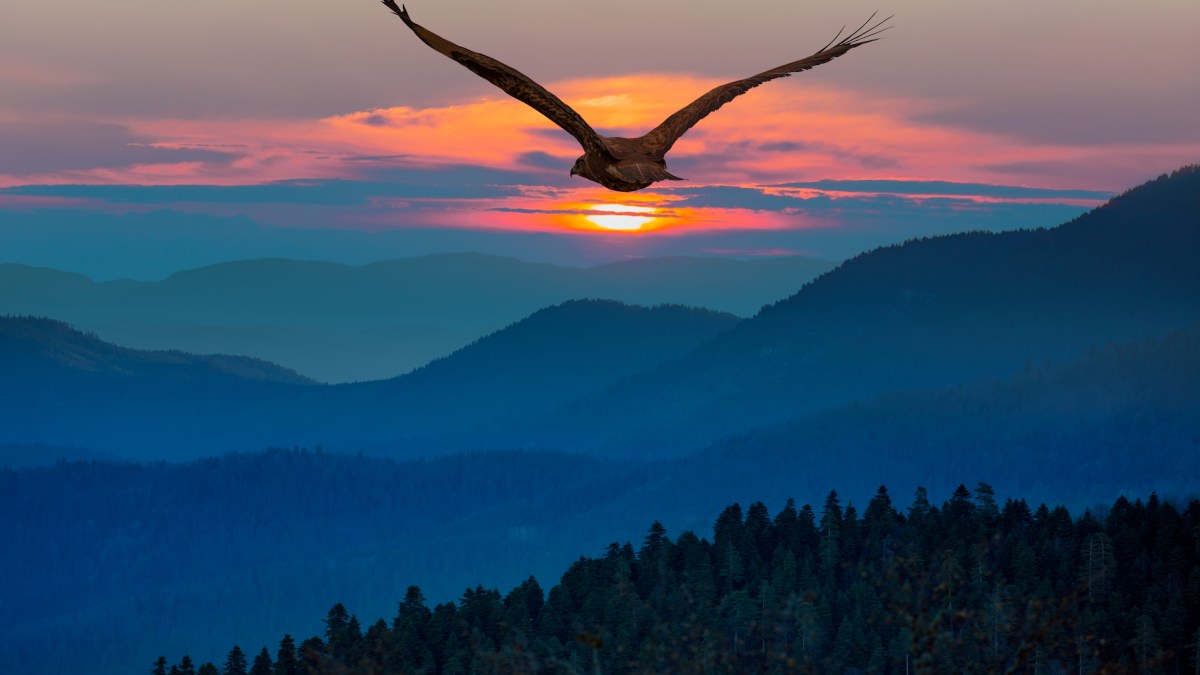 bird sunset soar faith reason