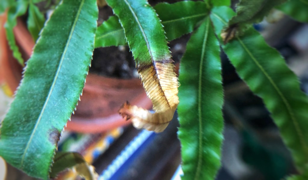 Houseplant with dying leaf in home.