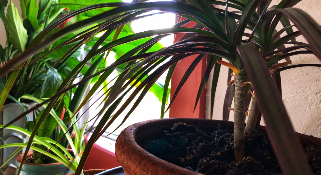 Houseplants in a home.