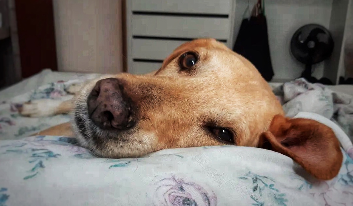 Stray dog saved by Fr. Joao Paulo Araujo Gomes in Caruaru, Brazil