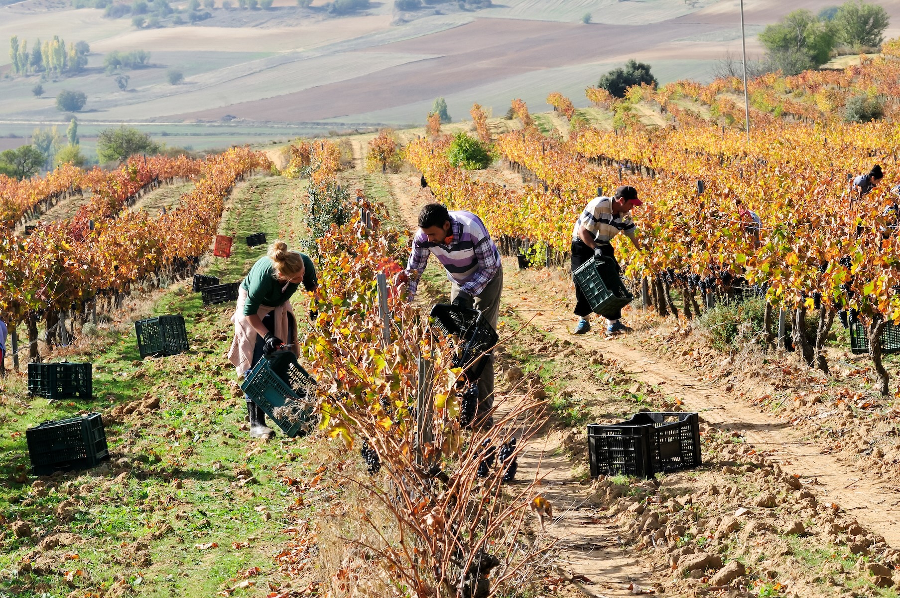 vineyard work