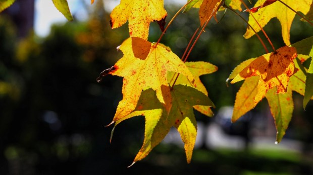 Autumn leaves turning yellow and red.