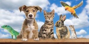 Love animals? Science says you might be outdoorsy