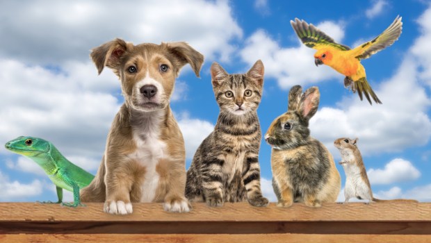 Many different types of pets sitting on a fence against a blue cloudy sky