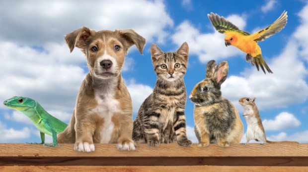 Many different types of pets sitting on a fence against a blue cloudy sky