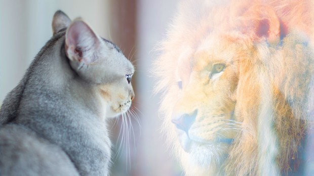 imago dei image of god Aslan lion cat
