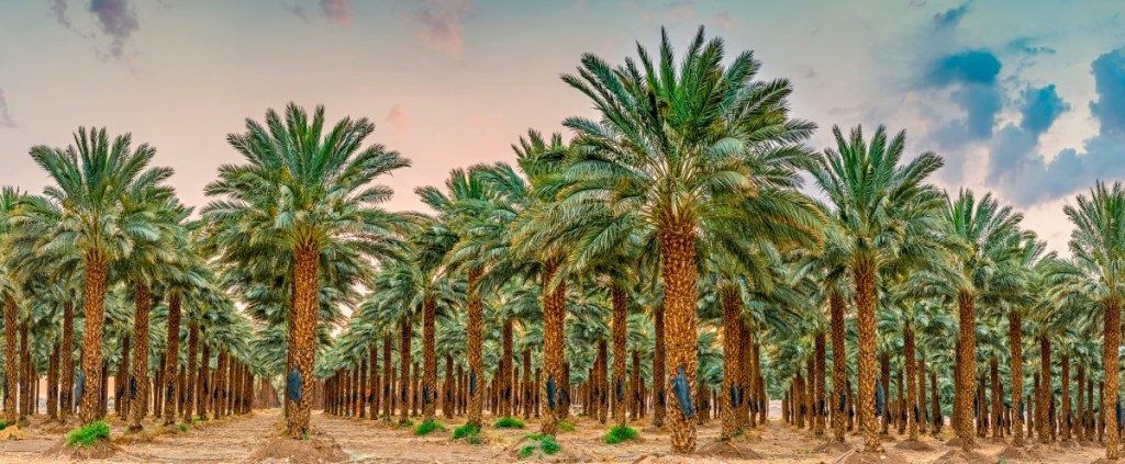 A date palm tree plantation.