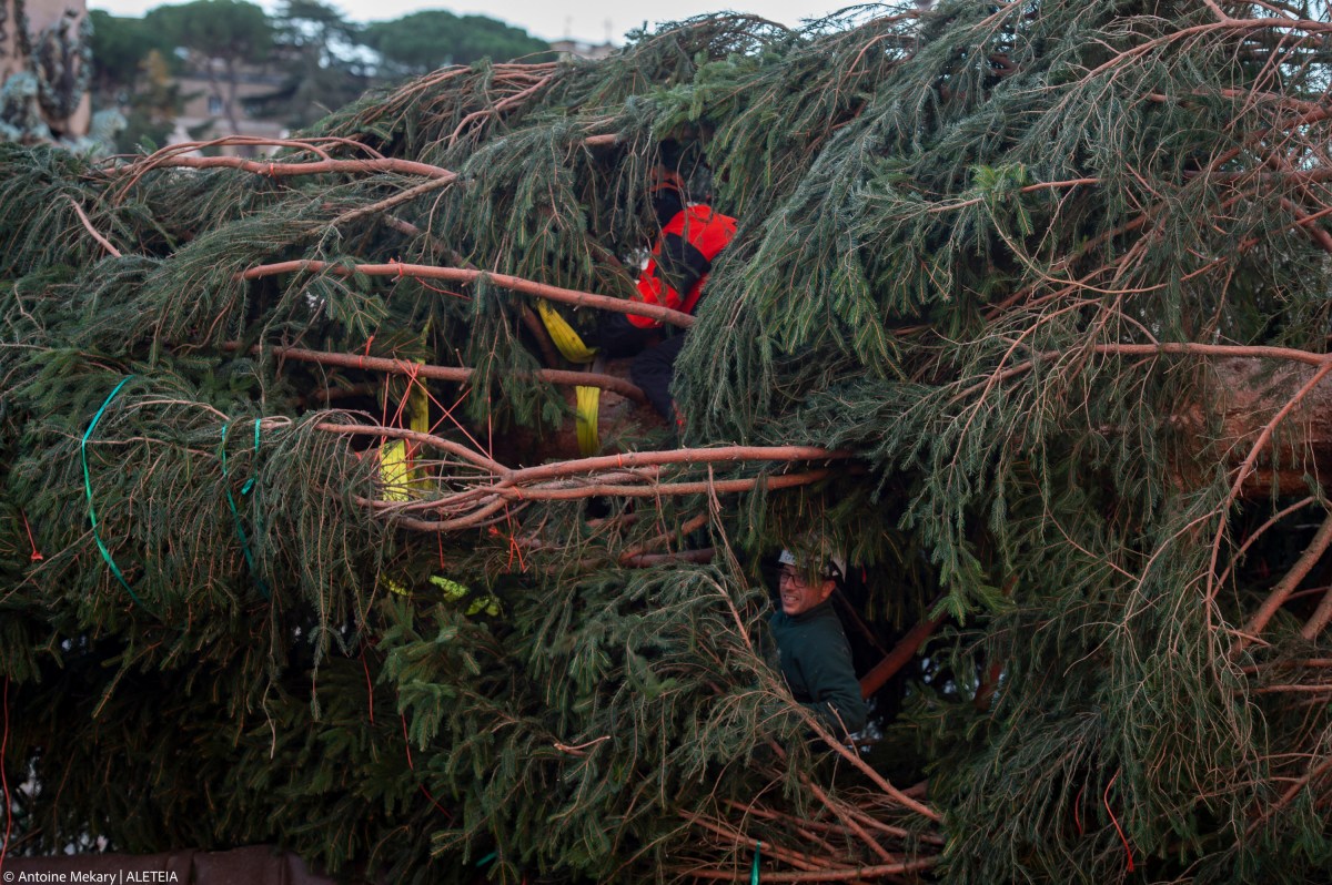(Slideshow) Vatican Christmas Tree 2023