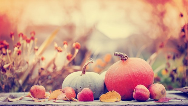 pumpkin thanksgiving autumn fall fruit harvest gratitude abundance