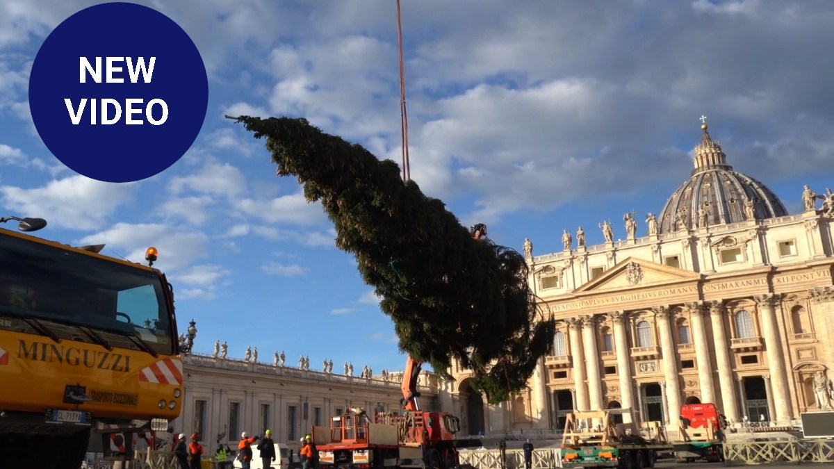New video - Vatican Christmas tree placed in St. Peter's square