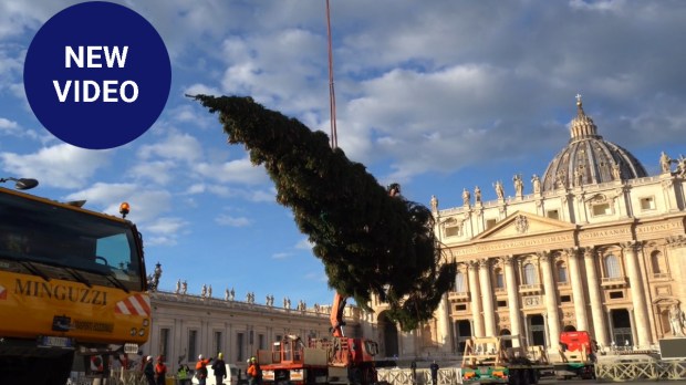 New video - Vatican Christmas tree placed in St. Peter's square