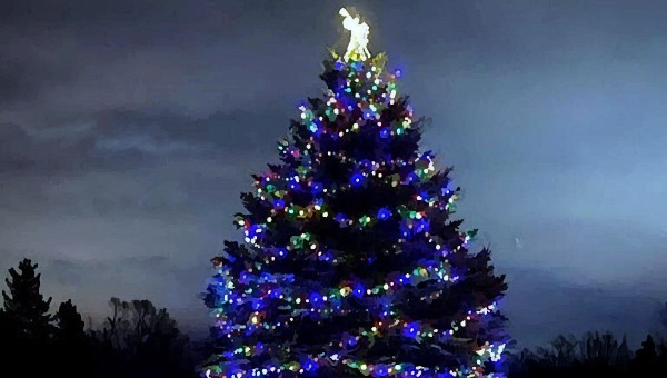 Tall outdoor pine tree decorated with Christmas lights
