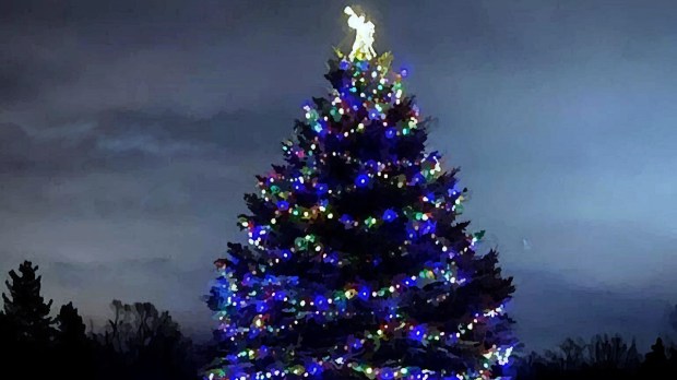 Tall outdoor pine tree decorated with Christmas lights