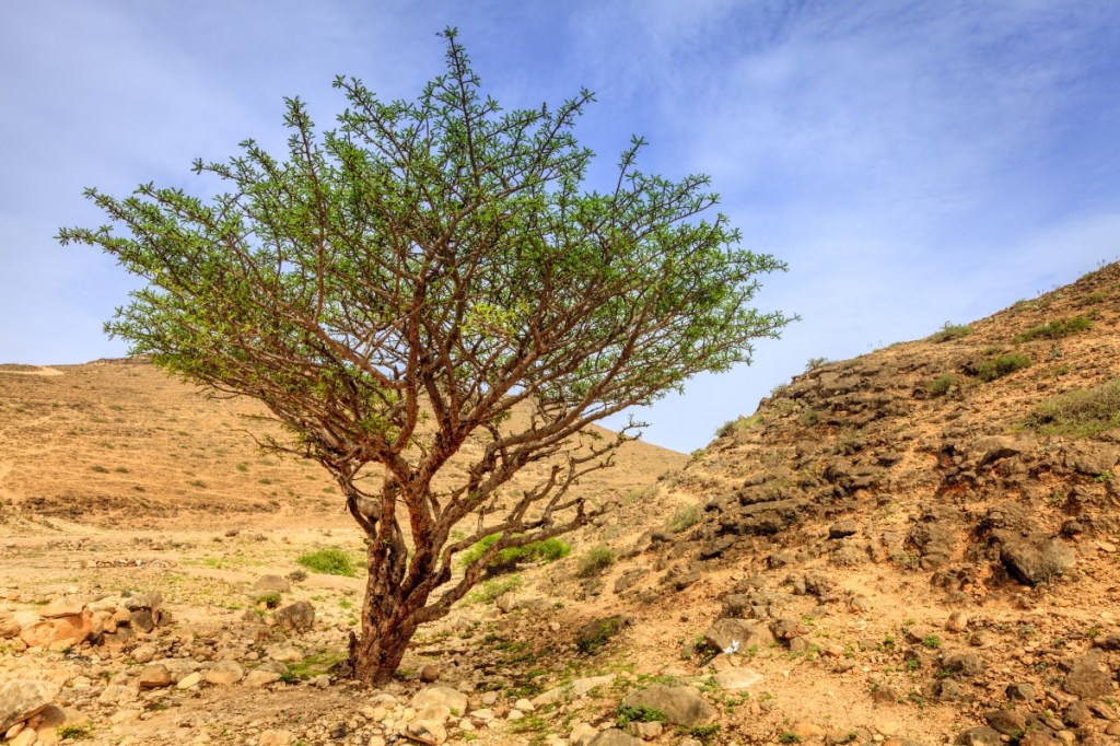 Boswellia sacra, the tree that produces incense