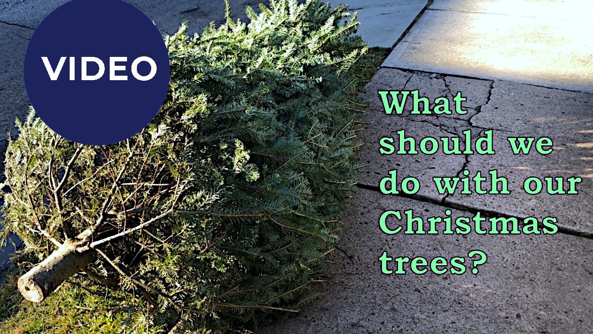 What should we do with our Christmas Trees?