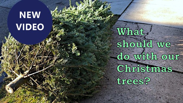 What should we do with our old Christmas trees?