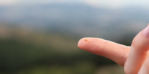 A mustard seed is already enough to conquer doubt - Vimarsana News