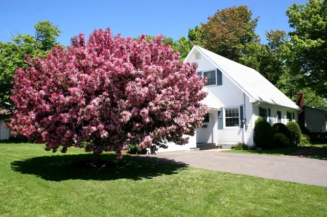 crab-apple-tree image
