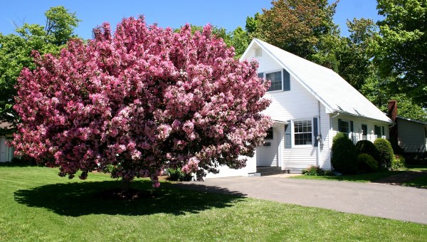 bloom spring crab apple tree seasons time beauty nature