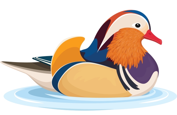 Mandarin duck illustration