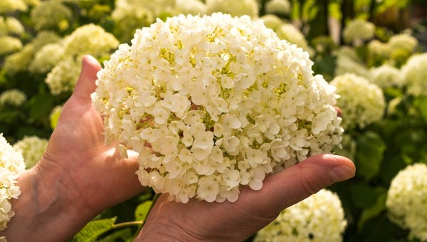 holding flower gift beauty nature