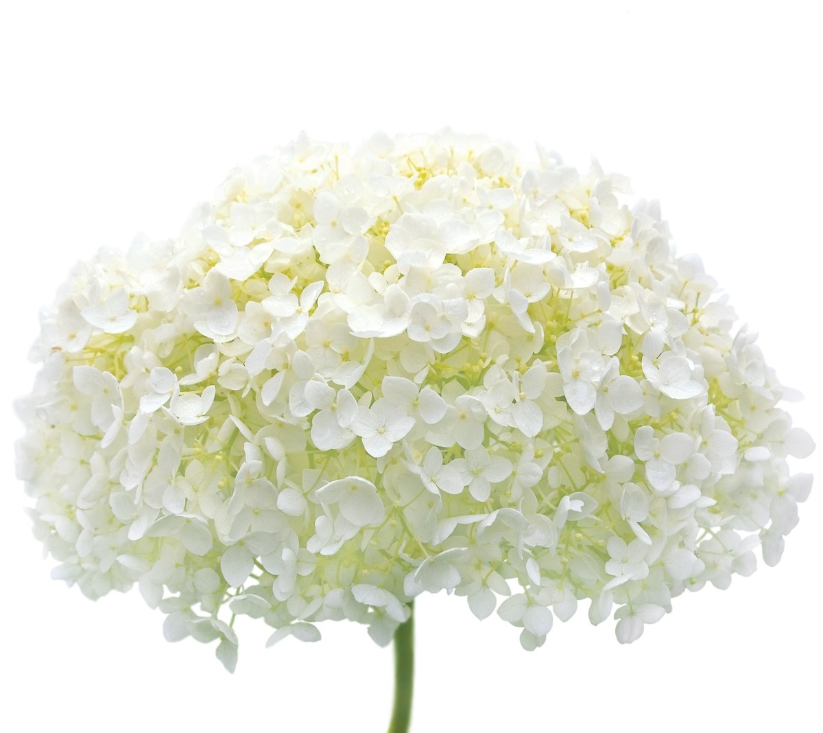 hydrangea