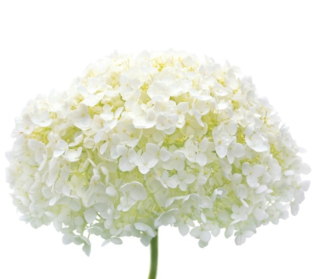 hydrangea