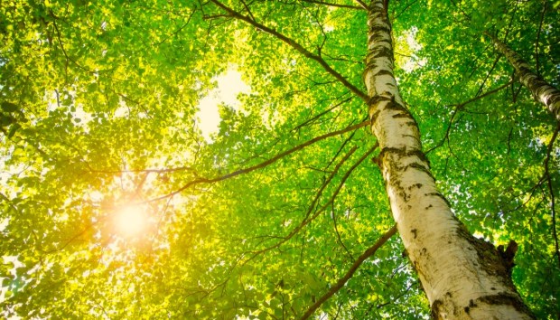 Birch tree foliage in morning light with sunlight
