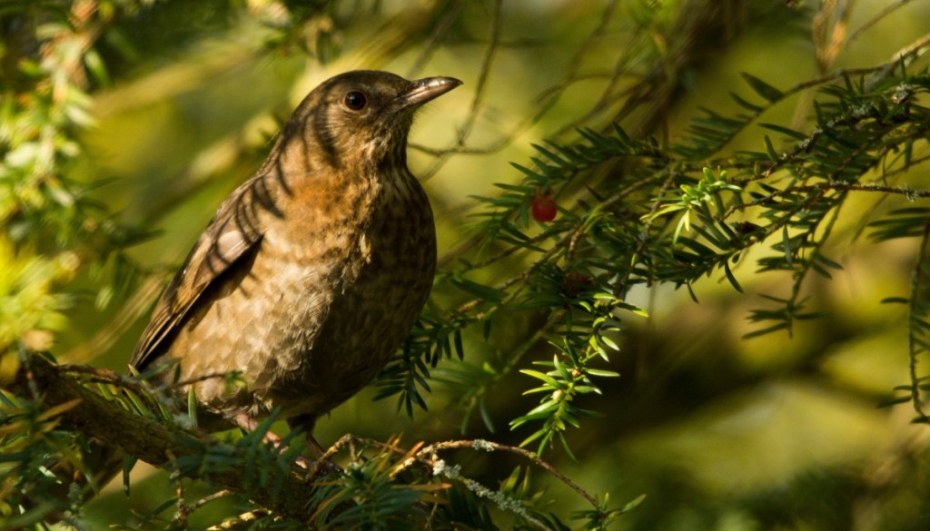 Female blackbird resting in Yew tree during summer