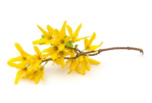 forsythia flower yellow