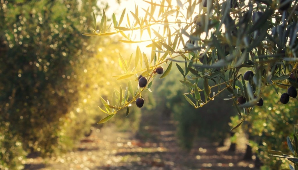 Olive oil trees full of olives