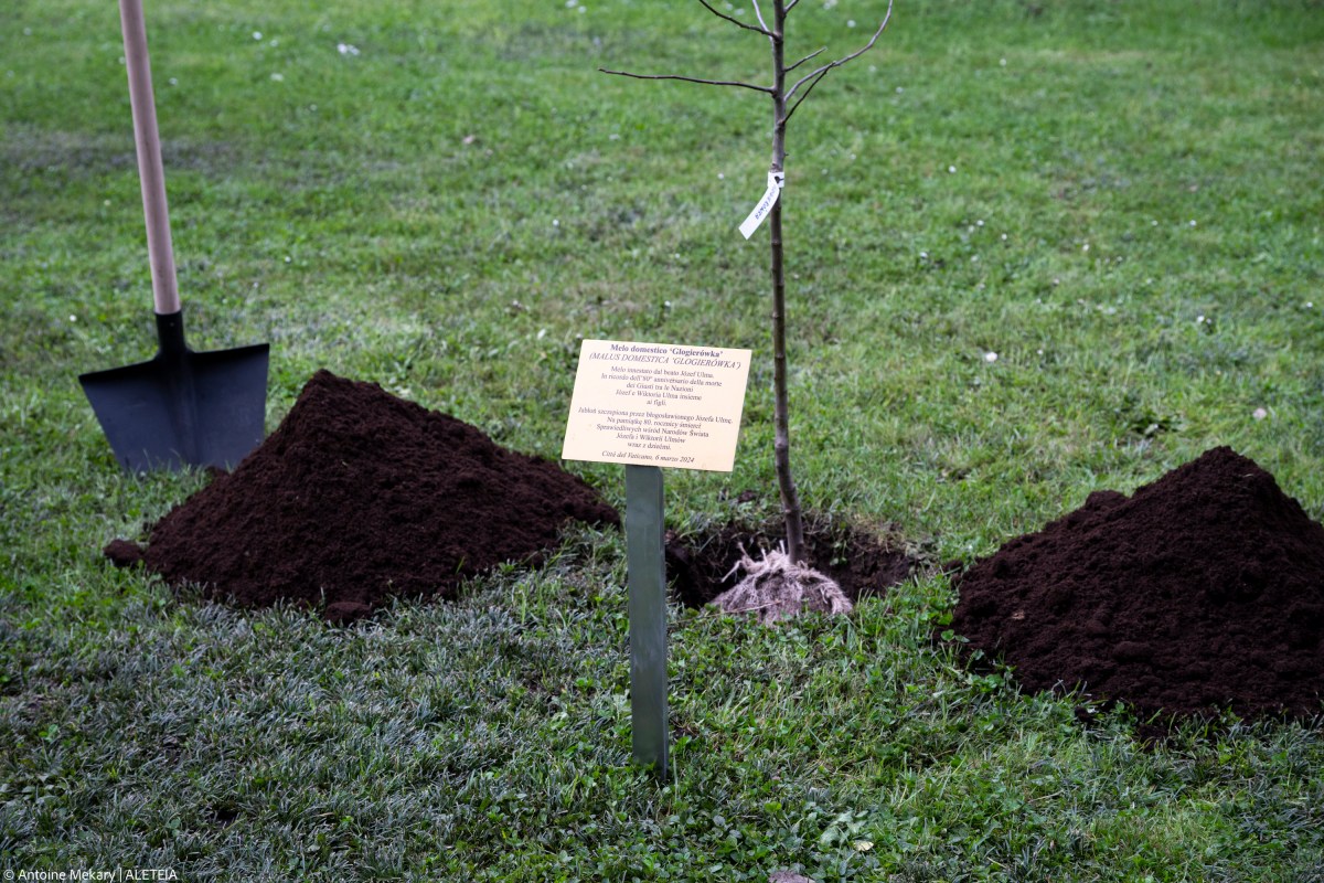 (Slideshow) Ulma tree in Vatican Gardens