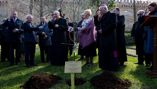 in the Vatican Gardens, a Grafted Apple Tree by the blessed Józef Ulma.