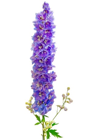 Delphinium flower purple
