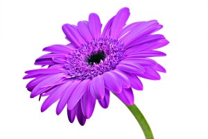 Gerbera purple flower