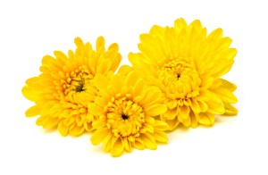 chrysanthemum yellow flower