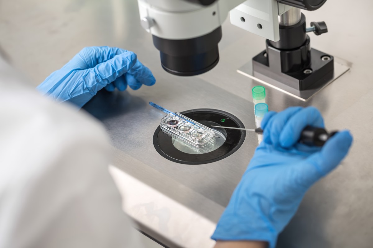 FIV-PROCREATION-LABORATOIRE-shutterstock