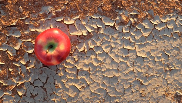 apple on cracked dry ground