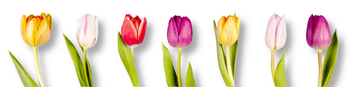 Row of colorful tulips