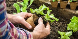 Seeds of faith: Gardening with children for spiritual growth
