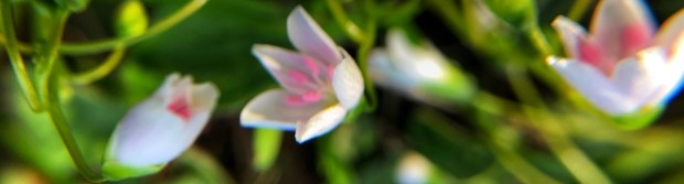 Small white flowers spring