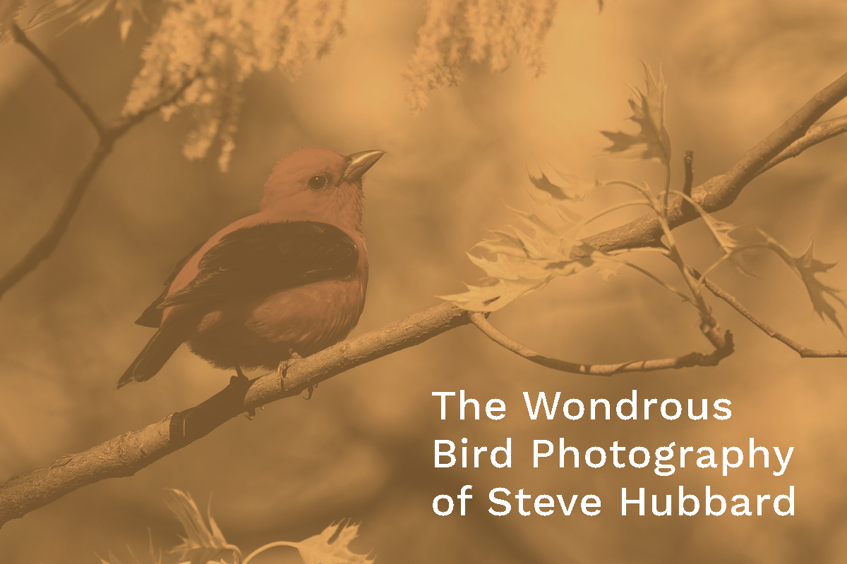 (Slideshow) The Wondrous Bird Photography of Steve Hubbard